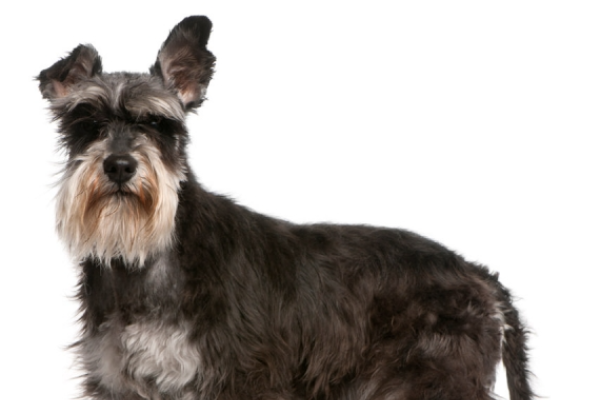 Schnauzer Medio