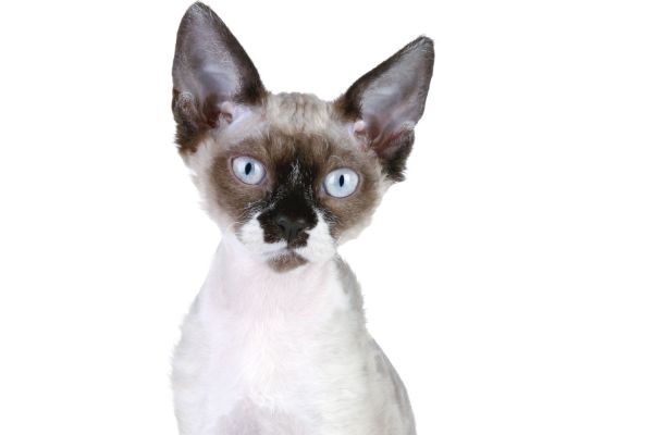 Gatto Devon Rex