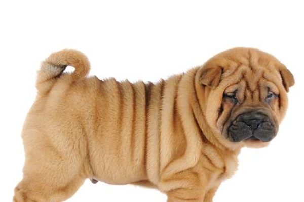 Shar Pei