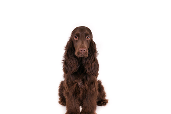 Field Spaniel