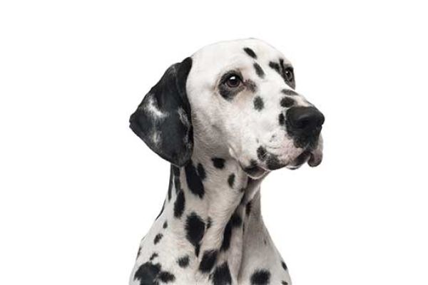 Dalmata