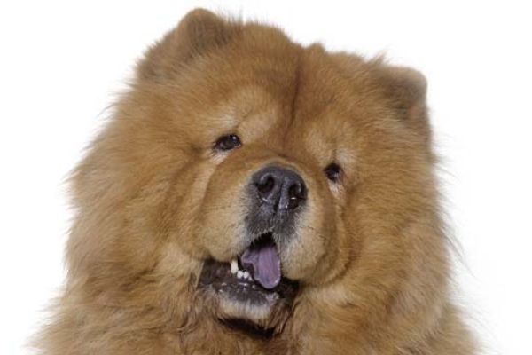 Chow Chow