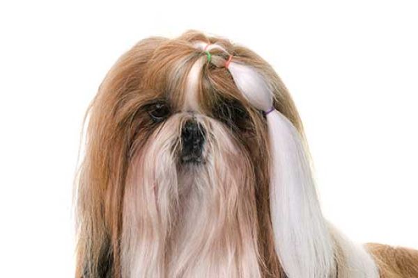 Shih Tzu