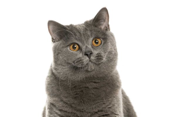 Gatto British Shorthair