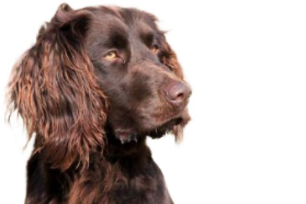 Cocker Spaniel Tedesco