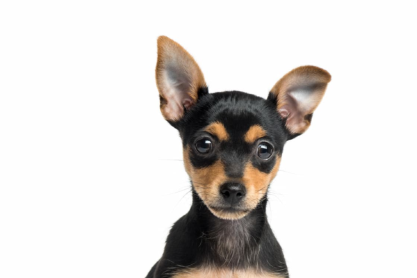 Pinscher