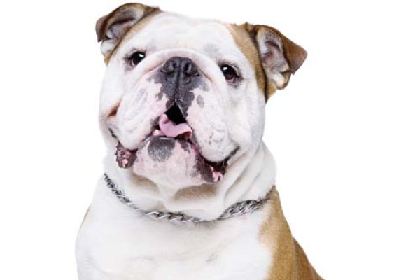 Bulldog Inglese