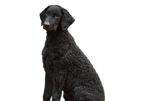 Curly-coated retriever