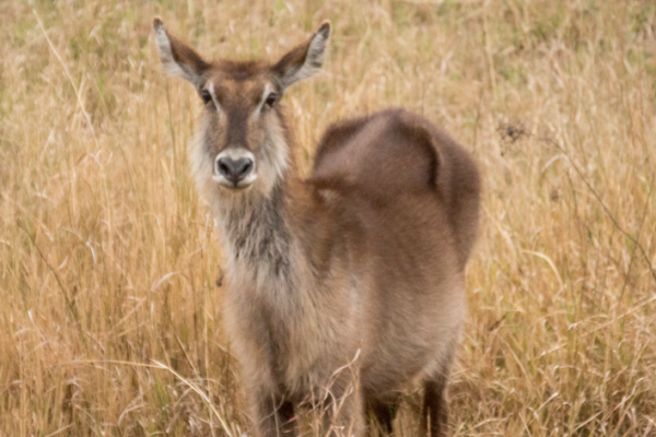 Antilope