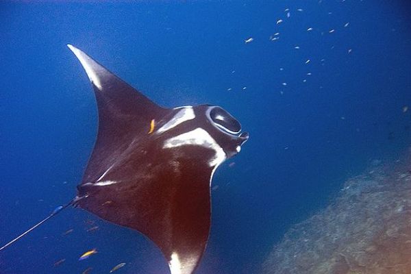 Manta