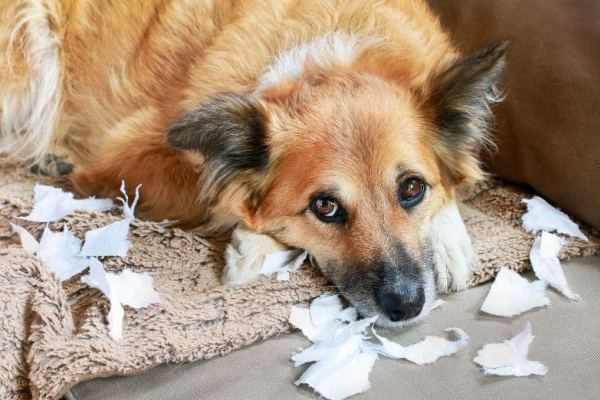 cane ansia da separazione