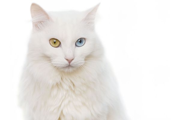 Gatto angora turco