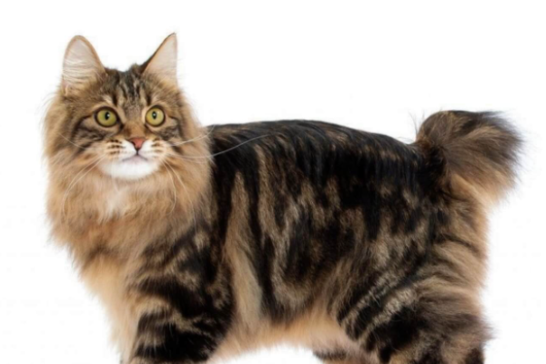 Gatto American Bobtail