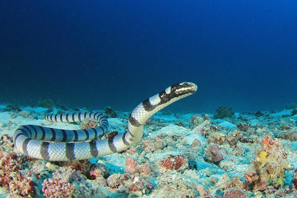 Serpente di mare abissale