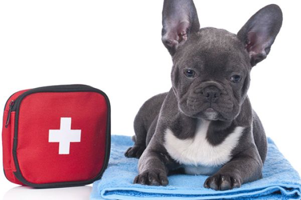 Kit di pronto soccorso per cane