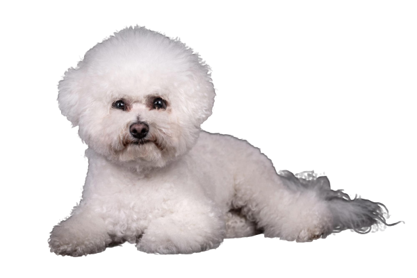 Bichon Frise