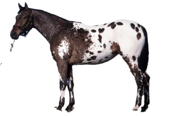 Cavallo Appaloosa