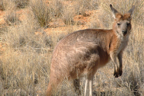 Wallaroo