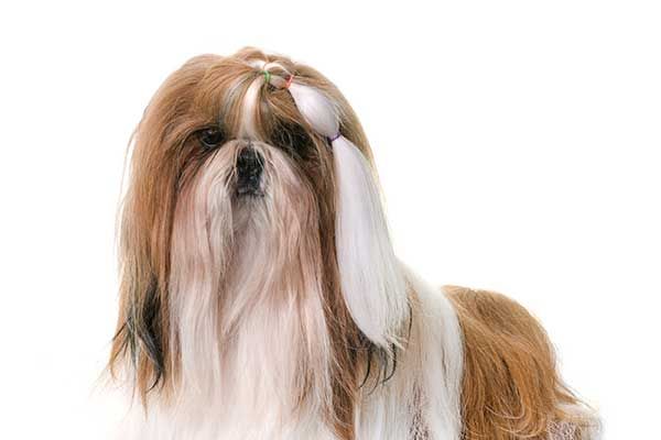 Shih Tzu