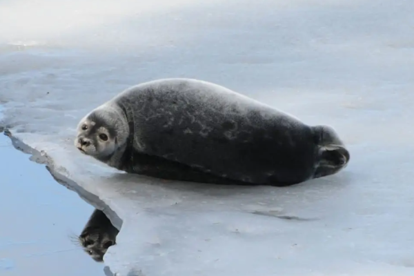 Foca dagli anelli