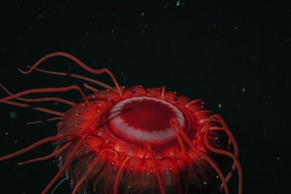 Medusa Atolla