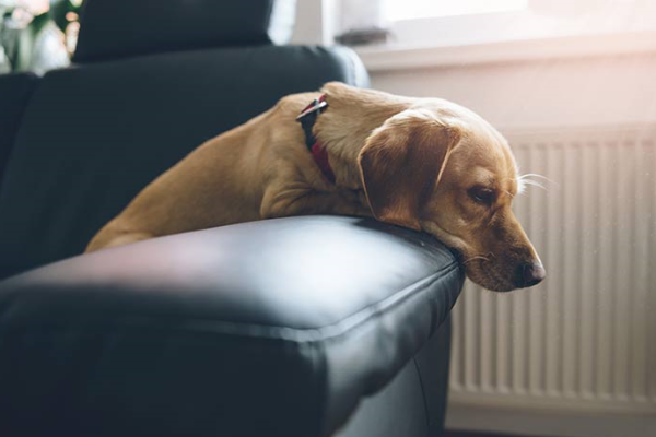 cane lasciato solo tutto giorno