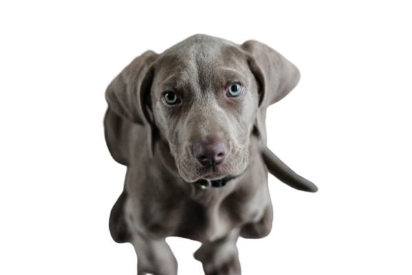 Weimaraner