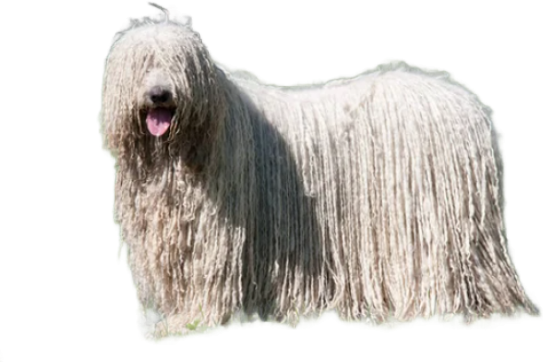 Komondor