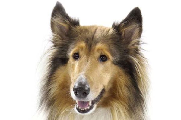 Collie