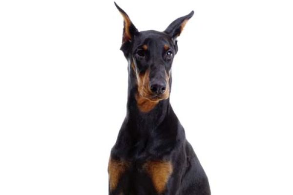 Dobermann