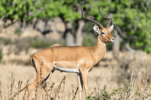 Impala