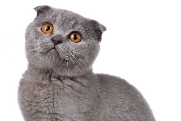 Gatto Scottish fold