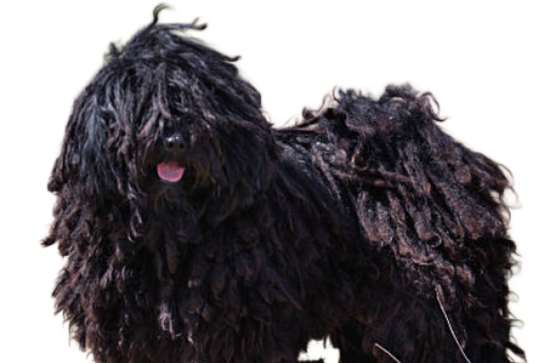 Cane Puli