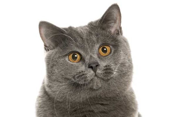 Gatto British Shorthair