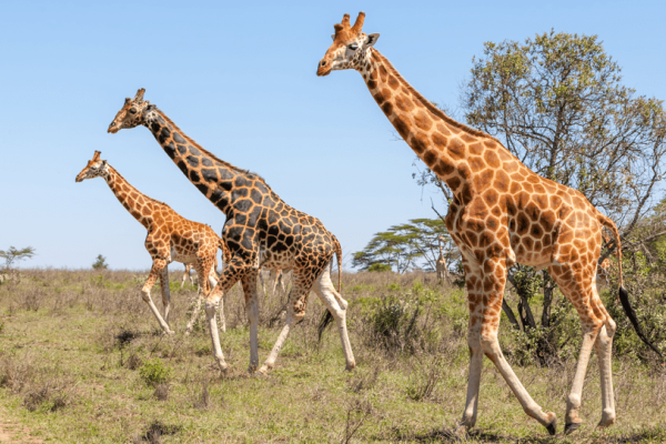 Caratteristiche fisiche della giraffa