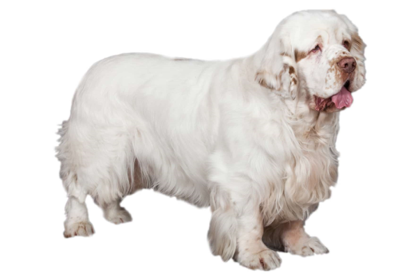 Clumber Spaniel