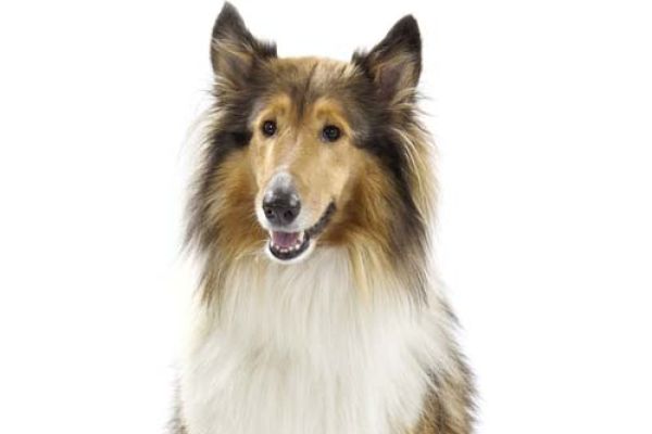 Collie