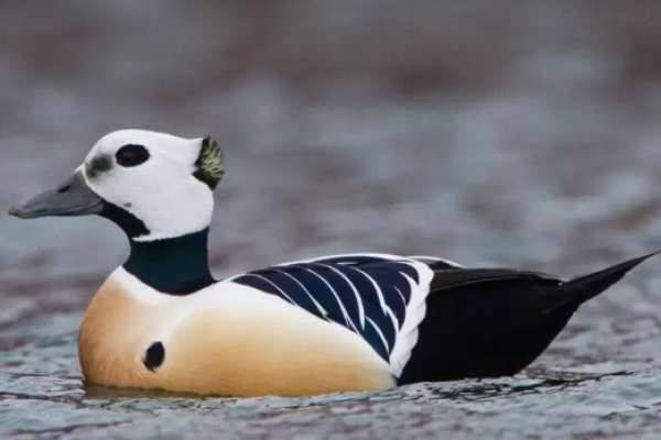 Eider di Steller