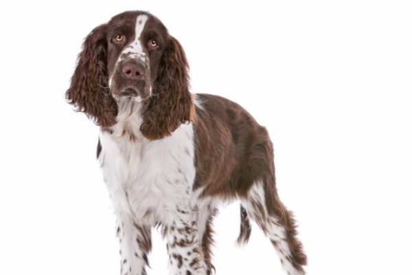 Springer Spaniel Inglese