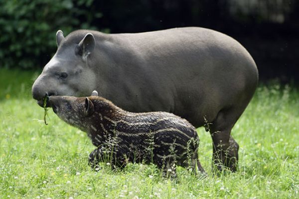 Quali sono gli animali più brutti