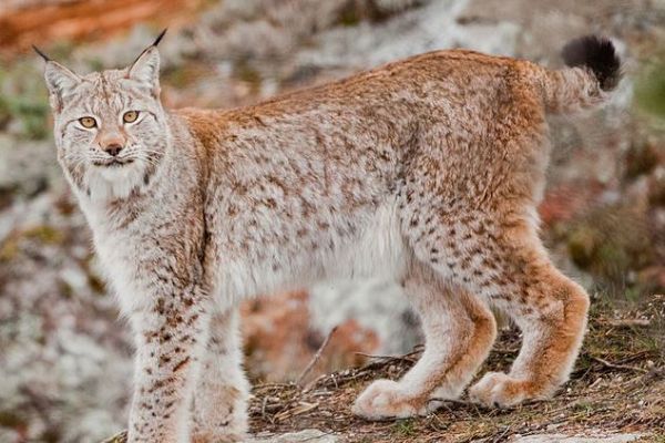 Lince