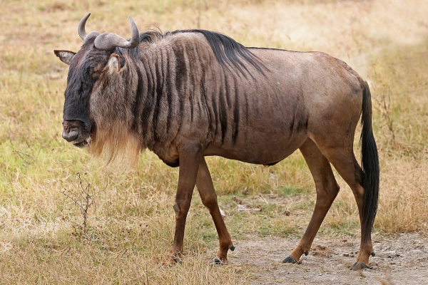 Gnu