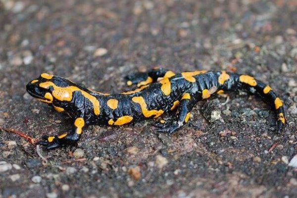 Salamandra