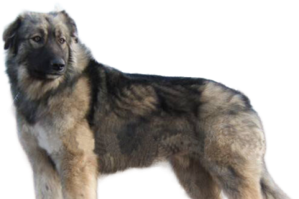 Romanian Carpathian Shepherd Dog