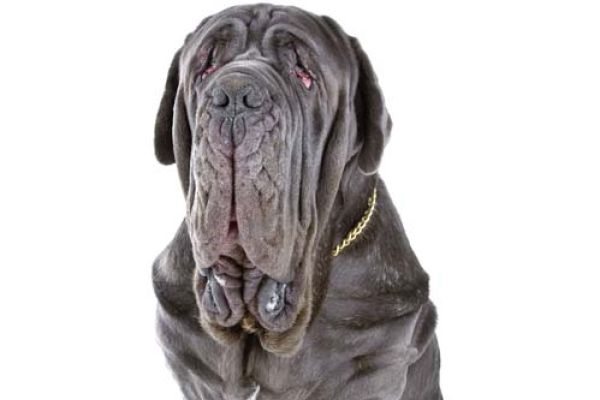 Mastino Napoletano