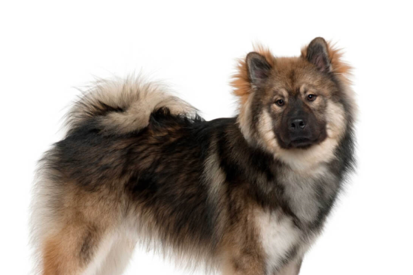 Eurasier