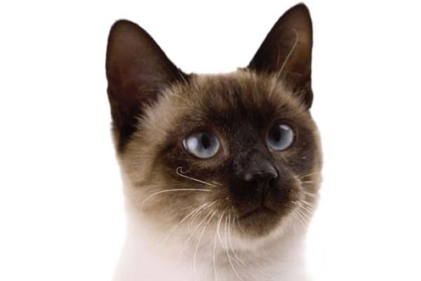 Gatto Siamese