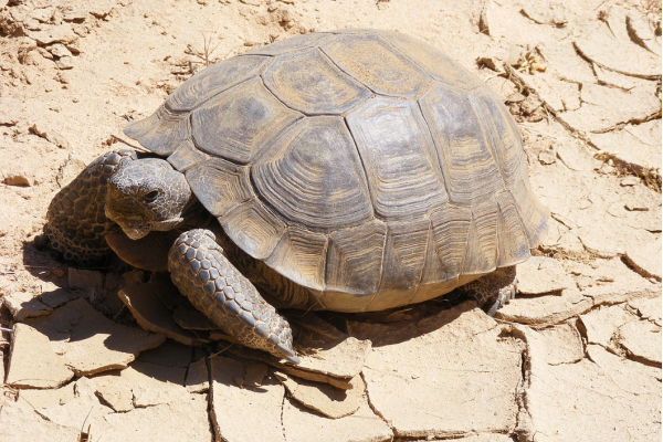 Tartaruga del deserto