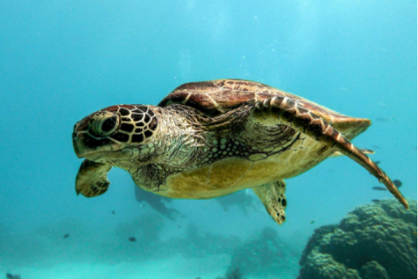 Tartaruga caretta