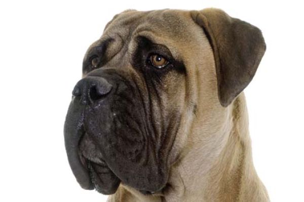 Bullmastiff